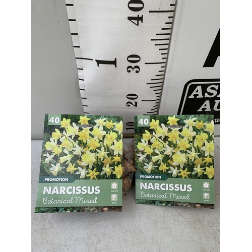 210 - EIGHTY BOTANICAL MIX NARCISSUS BULBS IN TWO PACKS. PLUS VAT TO BE SOLD FOR THE EIGHTY