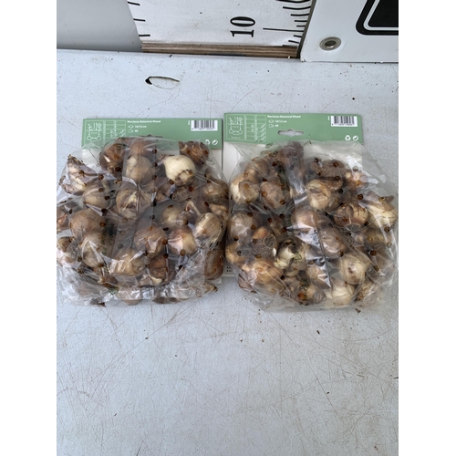 210 - EIGHTY BOTANICAL MIX NARCISSUS BULBS IN TWO PACKS. PLUS VAT TO BE SOLD FOR THE EIGHTY