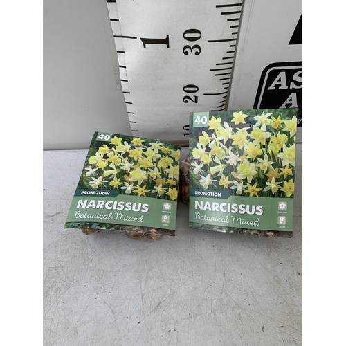 211 - EIGHTY BOTANICAL MIX NARCISSUS BULBS IN TWO PACKS. PLUS VAT TO BE SOLD FOR THE EIGHTY