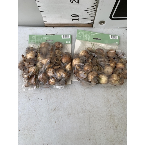 211 - EIGHTY BOTANICAL MIX NARCISSUS BULBS IN TWO PACKS. PLUS VAT TO BE SOLD FOR THE EIGHTY