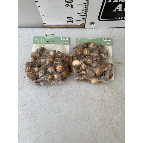 213 - EIGHTY BOTANICAL MIX NARCISSUS BULBS IN TWO PACKS. PLUS VAT TO BE SOLD FOR THE EIGHTY