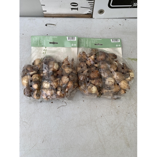 214 - EIGHTY BOTANICAL MIX NARCISSUS BULBS IN TWO PACKS. PLUS VAT TO BE SOLD FOR THE EIGHTY