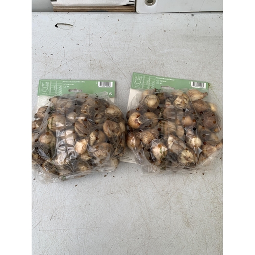 216 - EIGHTY BOTANICAL MIX NARCISSUS BULBS IN TWO PACKS. PLUS VAT TO BE SOLD FOR THE EIGHTY