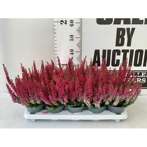 22 - TEN PINK HEATHER PLANTS IN 9CM POTS ON A TRAY. APPROX 40CM IN HEIGHT PLUS VAT TO BE SOLD FOR THE TEN