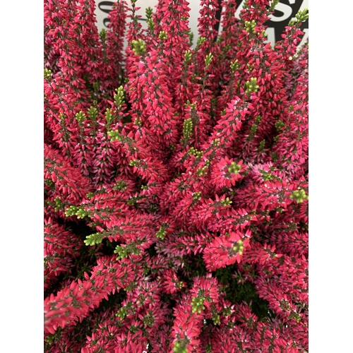 22 - TEN PINK HEATHER PLANTS IN 9CM POTS ON A TRAY. APPROX 40CM IN HEIGHT PLUS VAT TO BE SOLD FOR THE TEN