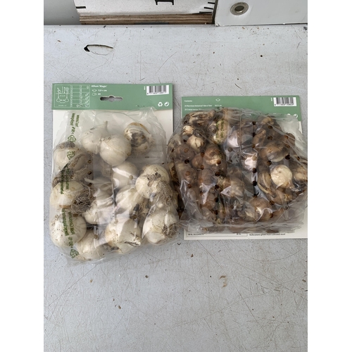 223 - SEVENTY SPRING BULBS IN TWO PACKS - TWENTY ALLIUM MAGIC AND FIFTY SPRING MIX - NARCISSUS AND CROCUS.... 