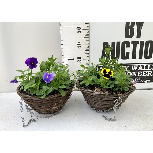 23 - TWO RATTAN HANGING BASKETS FILLED WITH WINTER BEDDING FLOWERS INCLUDING PANSIES ETC. 30CM IN DIAMETE... 