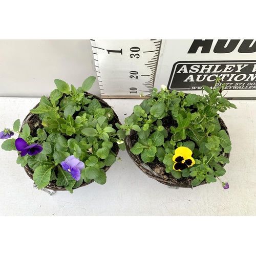 23 - TWO RATTAN HANGING BASKETS FILLED WITH WINTER BEDDING FLOWERS INCLUDING PANSIES ETC. 30CM IN DIAMETE... 