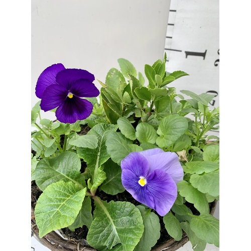 23 - TWO RATTAN HANGING BASKETS FILLED WITH WINTER BEDDING FLOWERS INCLUDING PANSIES ETC. 30CM IN DIAMETE... 