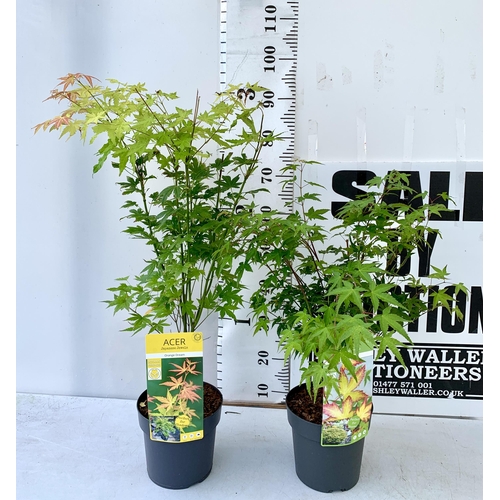 25 - TWO ACER PALMATUMS 'ORANGE DREAM' AND 'LITTLE PRINCESS' IN 3 LTR POTS. APPROX 70-90CM IN HEIGHT PLUS... 