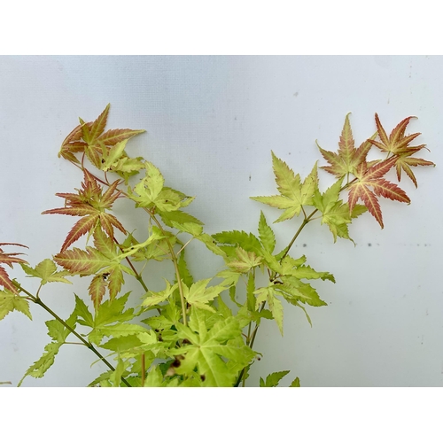 25 - TWO ACER PALMATUMS 'ORANGE DREAM' AND 'LITTLE PRINCESS' IN 3 LTR POTS. APPROX 70-90CM IN HEIGHT PLUS... 