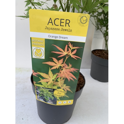 25 - TWO ACER PALMATUMS 'ORANGE DREAM' AND 'LITTLE PRINCESS' IN 3 LTR POTS. APPROX 70-90CM IN HEIGHT PLUS... 