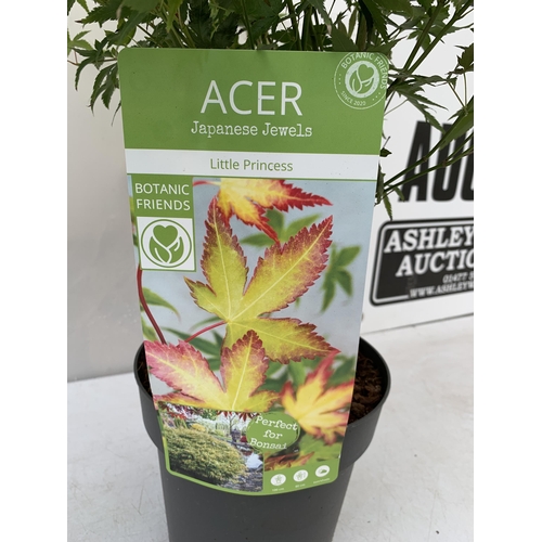 25 - TWO ACER PALMATUMS 'ORANGE DREAM' AND 'LITTLE PRINCESS' IN 3 LTR POTS. APPROX 70-90CM IN HEIGHT PLUS... 