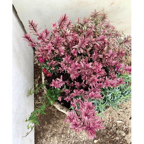 26 - ONE ORNAMENTAL CONCRETE PLANTER FILLED WITH MIXED PINK COLOURED HEBES, AND DIANTHUS. APPROX 40CM DIA... 