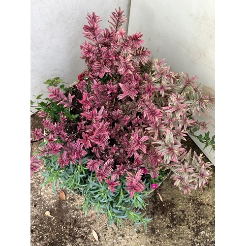 26 - ONE ORNAMENTAL CONCRETE PLANTER FILLED WITH MIXED PINK COLOURED HEBES, AND DIANTHUS. APPROX 40CM DIA... 