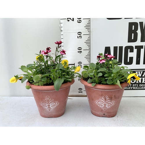 28 - TWO PLANTERS FILLED WITH WINTER BEDDING TO INCLUDE PANSIES, SILVER CINERARIA, DIANTHUS, SEMPERVIVUMS... 