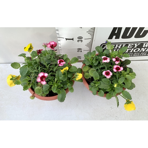 28 - TWO PLANTERS FILLED WITH WINTER BEDDING TO INCLUDE PANSIES, SILVER CINERARIA, DIANTHUS, SEMPERVIVUMS... 