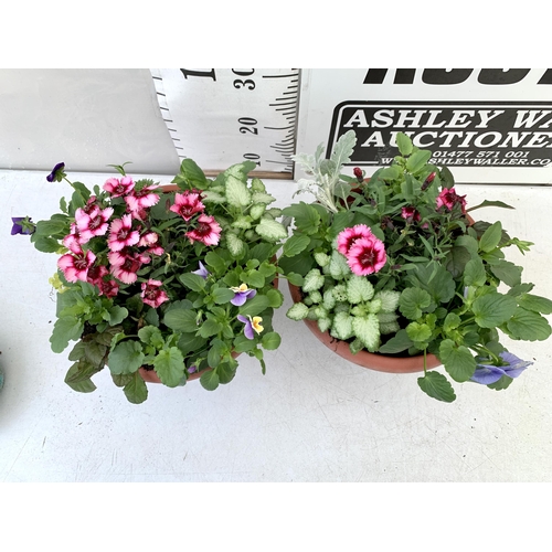 29 - TWO PLANTERS FILLED WITH WINTER BEDDING TO INCLUDE PANSIES, SILVER CINERARIA, DIANTHUS, SEMPERVIVUMS... 