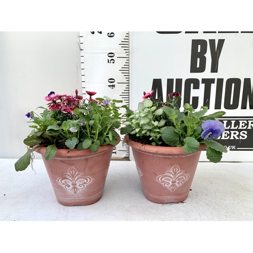 29 - TWO PLANTERS FILLED WITH WINTER BEDDING TO INCLUDE PANSIES, SILVER CINERARIA, DIANTHUS, SEMPERVIVUMS... 