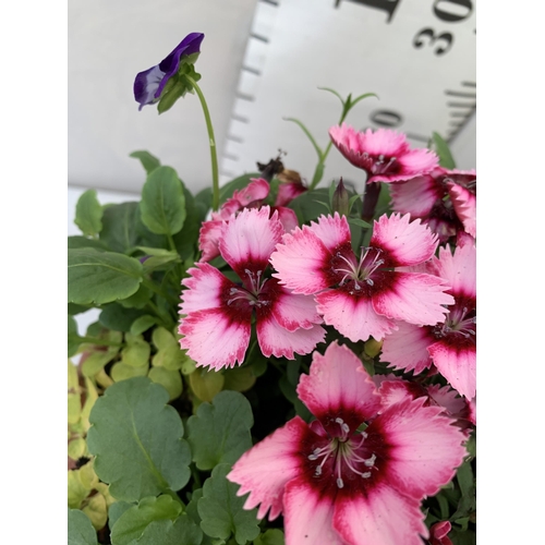 29 - TWO PLANTERS FILLED WITH WINTER BEDDING TO INCLUDE PANSIES, SILVER CINERARIA, DIANTHUS, SEMPERVIVUMS... 