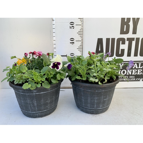 31 - TWO PLANTERS FILLED WITH WINTER BEDDING TO INCLUDE PANSIES, SILVER CINERARIA, DIANTHUS, SEMPERVIVUMS... 