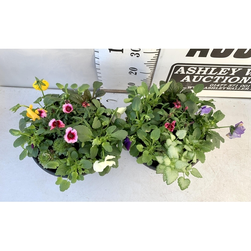 31 - TWO PLANTERS FILLED WITH WINTER BEDDING TO INCLUDE PANSIES, SILVER CINERARIA, DIANTHUS, SEMPERVIVUMS... 