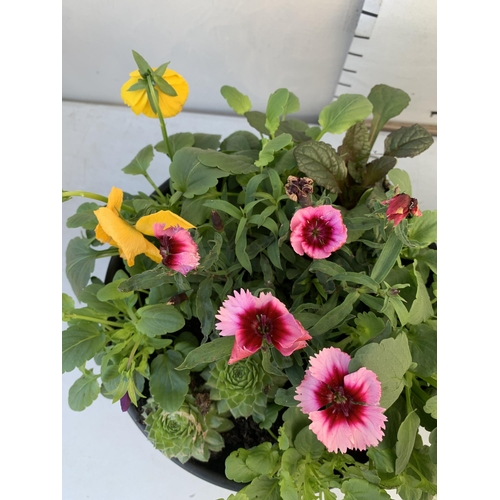 31 - TWO PLANTERS FILLED WITH WINTER BEDDING TO INCLUDE PANSIES, SILVER CINERARIA, DIANTHUS, SEMPERVIVUMS... 