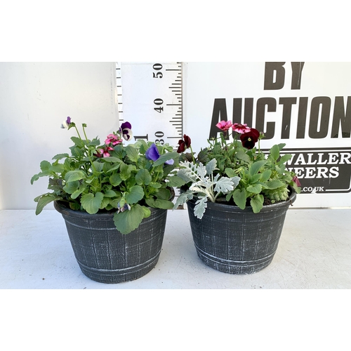 32 - TWO PLANTERS FILLED WITH WINTER BEDDING TO INCLUDE PANSIES, SILVER CINERARIA, DIANTHUS, SEMPERVIVUMS... 