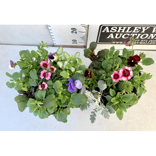 32 - TWO PLANTERS FILLED WITH WINTER BEDDING TO INCLUDE PANSIES, SILVER CINERARIA, DIANTHUS, SEMPERVIVUMS... 