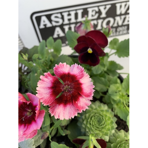 32 - TWO PLANTERS FILLED WITH WINTER BEDDING TO INCLUDE PANSIES, SILVER CINERARIA, DIANTHUS, SEMPERVIVUMS... 