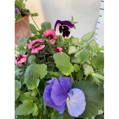 32 - TWO PLANTERS FILLED WITH WINTER BEDDING TO INCLUDE PANSIES, SILVER CINERARIA, DIANTHUS, SEMPERVIVUMS... 