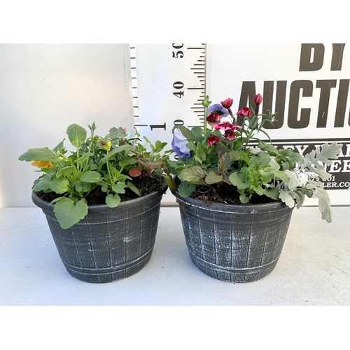 33 - TWO PLANTERS FILLED WITH WINTER BEDDING TO INCLUDE PANSIES, SILVER CINERARIA, DIANTHUS, SEMPERVIVUMS... 