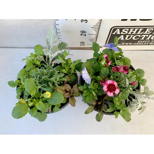 33 - TWO PLANTERS FILLED WITH WINTER BEDDING TO INCLUDE PANSIES, SILVER CINERARIA, DIANTHUS, SEMPERVIVUMS... 