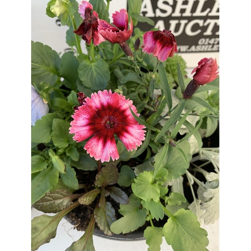 33 - TWO PLANTERS FILLED WITH WINTER BEDDING TO INCLUDE PANSIES, SILVER CINERARIA, DIANTHUS, SEMPERVIVUMS... 