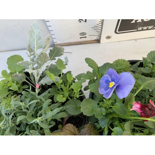 33 - TWO PLANTERS FILLED WITH WINTER BEDDING TO INCLUDE PANSIES, SILVER CINERARIA, DIANTHUS, SEMPERVIVUMS... 