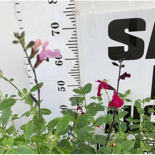 34 - EIGHT SALVIAS IN MIXED COLOURS ON A TRAY IN 1 LTR POTS. APPROX 50-70CM IN HEIGHT PLUS VAT TO BE SOLD... 