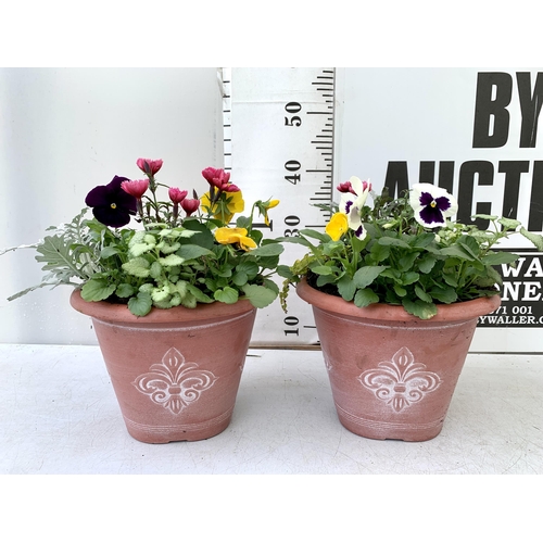 35 - TWO PLANTERS FILLED WITH WINTER BEDDING TO INCLUDE PANSIES, SILVER CINERARIA, DIANTHUS, SEMPERVIVUMS... 