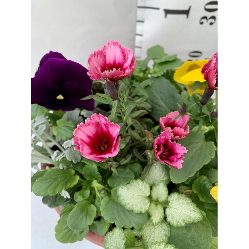 35 - TWO PLANTERS FILLED WITH WINTER BEDDING TO INCLUDE PANSIES, SILVER CINERARIA, DIANTHUS, SEMPERVIVUMS... 