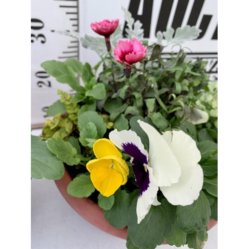 35 - TWO PLANTERS FILLED WITH WINTER BEDDING TO INCLUDE PANSIES, SILVER CINERARIA, DIANTHUS, SEMPERVIVUMS... 