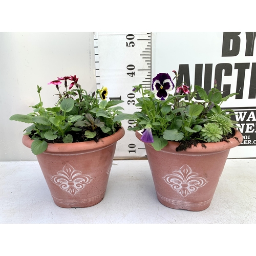 36 - TWO PLANTERS FILLED WITH WINTER BEDDING TO INCLUDE PANSIES, SILVER CINERARIA, DIANTHUS, SEMPERVIVUMS... 