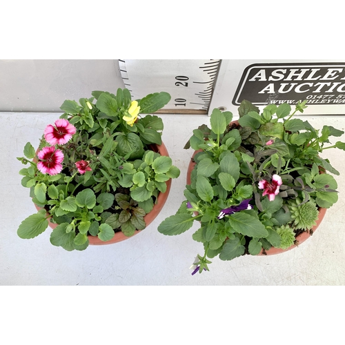 36 - TWO PLANTERS FILLED WITH WINTER BEDDING TO INCLUDE PANSIES, SILVER CINERARIA, DIANTHUS, SEMPERVIVUMS... 