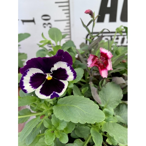 36 - TWO PLANTERS FILLED WITH WINTER BEDDING TO INCLUDE PANSIES, SILVER CINERARIA, DIANTHUS, SEMPERVIVUMS... 