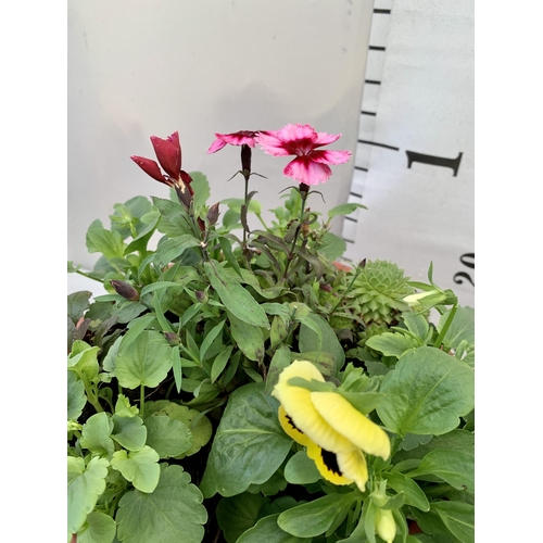 36 - TWO PLANTERS FILLED WITH WINTER BEDDING TO INCLUDE PANSIES, SILVER CINERARIA, DIANTHUS, SEMPERVIVUMS... 