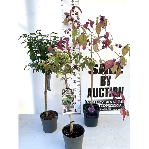 37 - THREE MIXED STANDARD TREES IN 3 LTR POTS - ONE VIBURNUM 'WATANABE', ONE PURPLE BERRY CALLICARPA, ONE... 