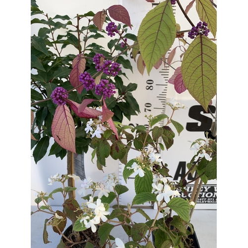 37 - THREE MIXED STANDARD TREES IN 3 LTR POTS - ONE VIBURNUM 'WATANABE', ONE PURPLE BERRY CALLICARPA, ONE... 