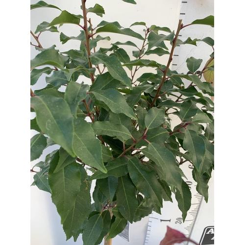 37 - THREE MIXED STANDARD TREES IN 3 LTR POTS - ONE VIBURNUM 'WATANABE', ONE PURPLE BERRY CALLICARPA, ONE... 