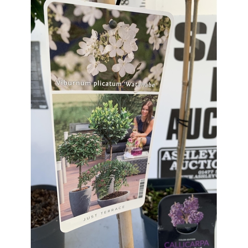 37 - THREE MIXED STANDARD TREES IN 3 LTR POTS - ONE VIBURNUM 'WATANABE', ONE PURPLE BERRY CALLICARPA, ONE... 