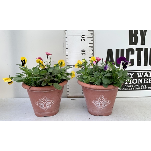 39 - TWO PLANTERS FILLED WITH WINTER BEDDING TO INCLUDE PANSIES, SILVER CINERARIA, DIANTHUS, SEMPERVIVUMS... 