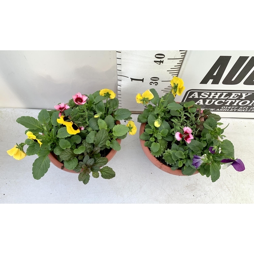 39 - TWO PLANTERS FILLED WITH WINTER BEDDING TO INCLUDE PANSIES, SILVER CINERARIA, DIANTHUS, SEMPERVIVUMS... 