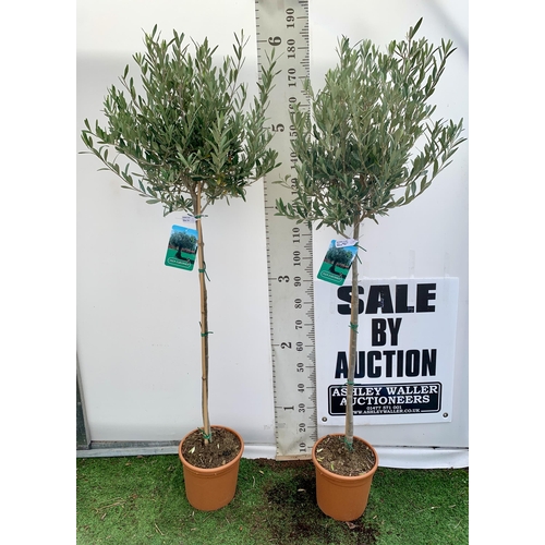 4 - TWO LARGE ITALIAN OLIVE STANDARD TREES OVER 190CM IN HEIGHT IN 9 LTR POTS NO VAT TO BE SOLD FOR THE ... 